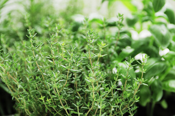 fresh herbs in garden pots on the windowsill