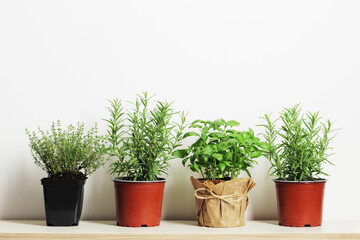 Fresh herbs in garden pots on a light background with place for text