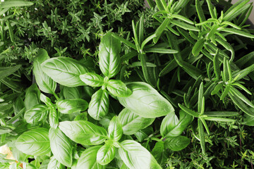 Fresh herbs as background close up
