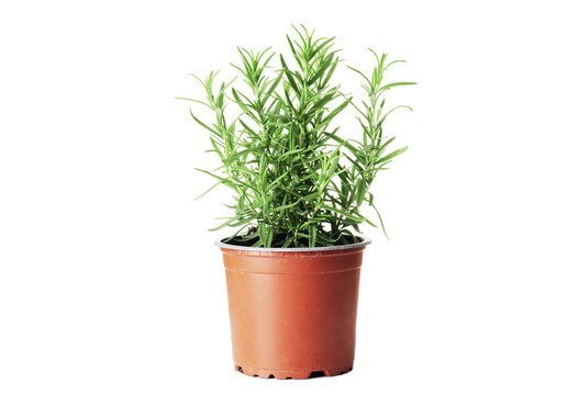 Fresh rosemary in a pot isolated on white background