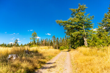 Fototapeta premium Sommerwanderung entlang des Rennsteigs bei zwischen Brotterode und Eisenach bei schönstem Sonnenschein - Thüringen - Deutschland
