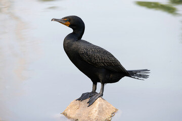 Cape Cormorant 
