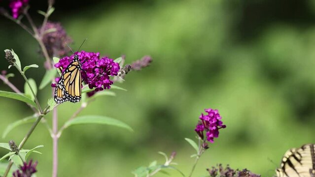 Monarch butterfly, Danaus plexippuson, flapping wings on purple Butterfly Bush gets visit from Tiger Swallowtail 