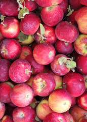 Post-harvest view of a group of William's pride apples 
