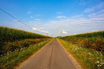 Fototapeta na wymiar Road in the middle of corn field and blue sky along the way of Saint Jacques du Puy, France