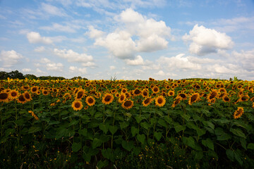 Fototapeta na wymiar Real Sunflowers field on cloudy sky along the the way of Saint Jacques du Puy, France