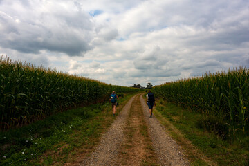 Pilgrims walking next to the corn field along the way of Saint Jacques du Puy
