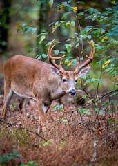 whitetail buck looking ahead in forest