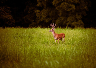 Whitetail buck looking to the side with antlers in velvet