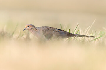 A mourning dove (Zenaida macroura) foraging in a park in the grass in the morning light