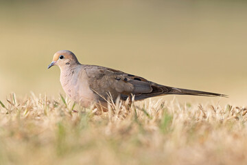 A mourning dove (Zenaida macroura) foraging in a park in the grass in the morning light