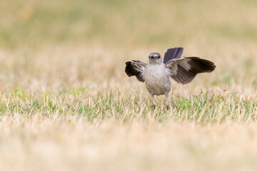 A Northern Mockingbird (Mimus polyglottos) foraging in a park in the grass in the morning light