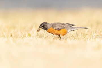 American robin (Turdus migratorius) foraging in a park in the grass in the morning light.