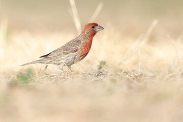 A house finch (Haemorhous mexicanus) foraging in a park in the grass in the morning light.