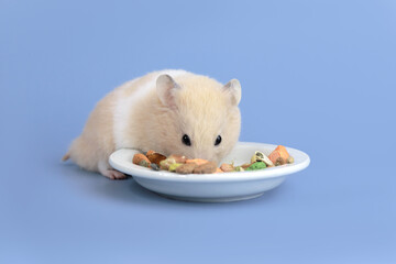 Cute and funny fluffy Syrian hamster eats from a plate. Home favorite pet.