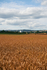 Ripe grain fields of Toten, Norway.