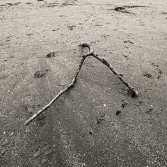 Stick on a beach