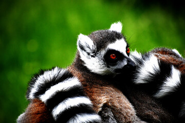 Beautifull Lemur