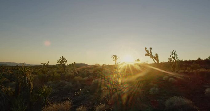 Sunset of cacti and desert plants in the Mojave Desert, California