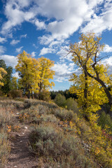 Autumn Colours in Wyoming