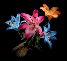 4 Dyed Lilies of Red, Orange and Blue with a black background