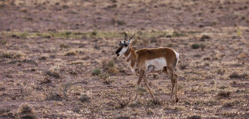 Fototapeta premium Antelope in the desert during morning sunrise. Utah, United States of America.