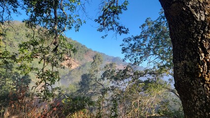 tree in the mountains