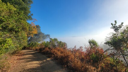 Obraz premium path in the forest
