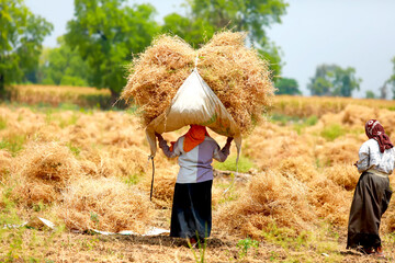 JALGAON , MAHARASHTRA, INDIA - 23 MARCH 2021 : Indian labor working at chickpea field