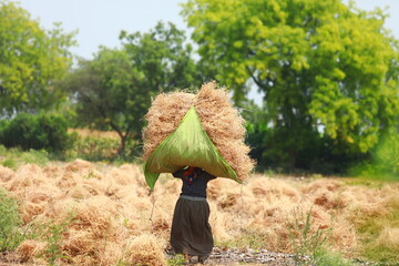 JALGAON , MAHARASHTRA, INDIA - 23 MARCH 2021 : Indian labor working at chickpea field