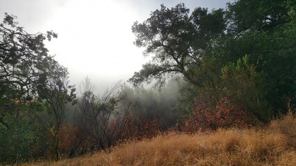 Fototapeta premium mist in the forest