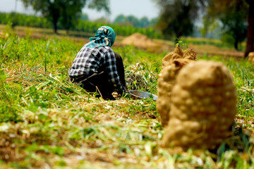 JALGAON, MAHARASHTRA, INDIA - 23 MARCH 2021 : The farmer in the garden with his hands plucks green onions, collecting its leaves in a large bunch.