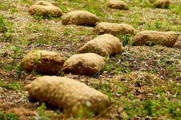 Mesh bags of onions in field on sunny day