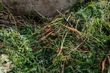 Compost pit for food waste. Concept of organic fertilizers for garden.