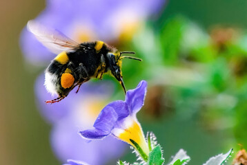 Bumblebee on a flower