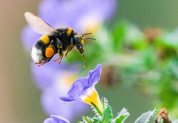 Bumblebee on a flower - obrazy, fototapety, plakaty