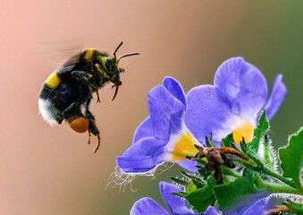 Bumblebee on a flower