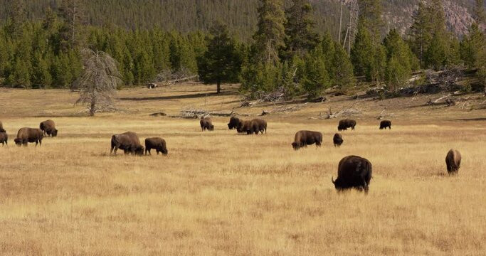 A herd of buffalo in a grass field in Yellowstone National Park
