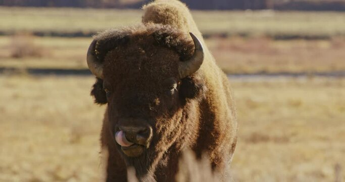 Buffalo walking and eating grass in Yellowstone National Park