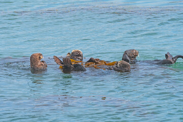 Fototapeta premium A Raft of Sea Otters on the Coast