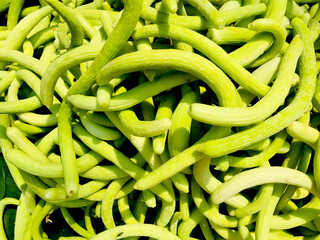 Yard-long snake cucumbers heap, very long thin curvy light green cucumber bunch
