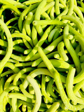 Yard-long snake cucumbers heap, very long thin curvy light green cucumber bunch