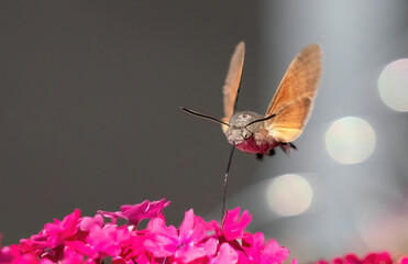 dove tail on flower