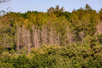 Dead conifers in a green mixed forest in Germany