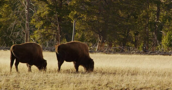 A herd of buffalo feed on the grass in a field in Yellowstone National Park