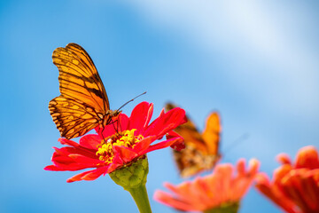 A butterfly pollinating