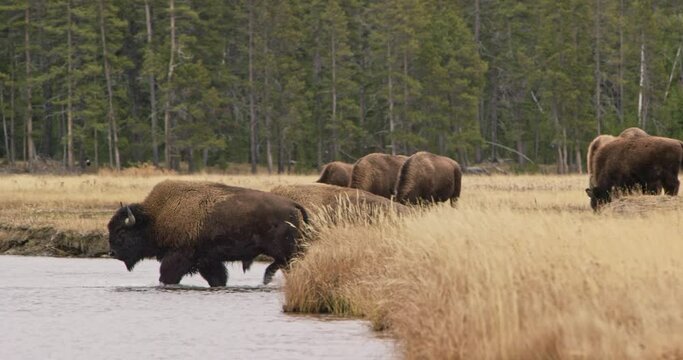 A herd of buffalo crossing a river in Yellowstone National Park