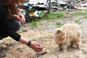 Homeless animals of war concept. Lonely hungry cat in the ruins of a bombed-out house. A volunteer...