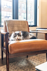 A grey and white cat laying on an orange armchair with light and haze coming from the windows behind it.
