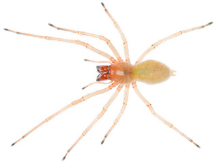 Cheiracanthium punctorium, one of several species the yellow sac spider. Dorsal view of yellow sac...